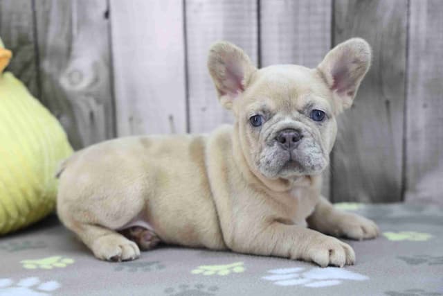 French Bulldog Puppies media 5