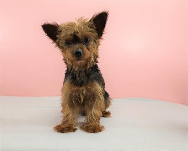 Yorkshire Terrier Puppies media 2