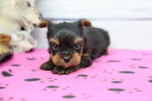 Yorkshire Terrier Puppies media 4