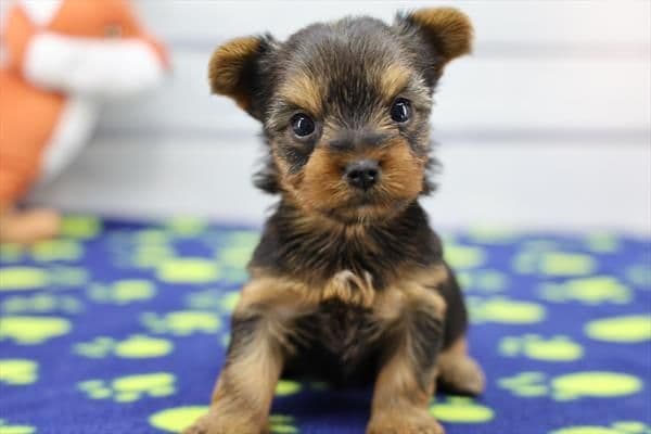 Yorkshire Terrier Puppies media 5