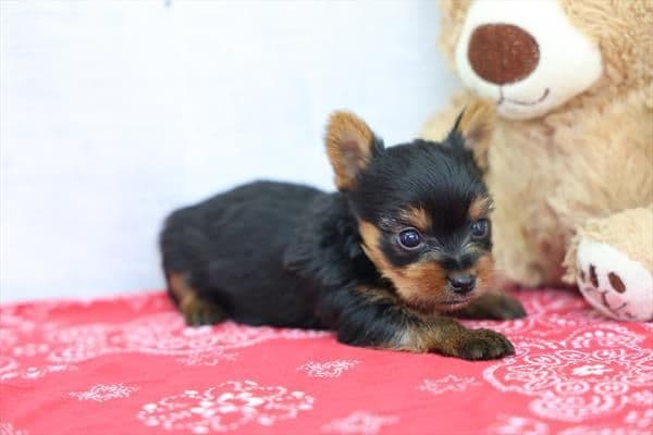 Yorkshire Terrier Puppies media 4