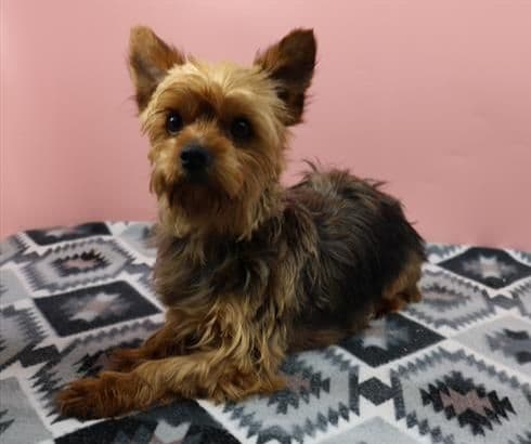 Yorkshire Terrier Puppies media 2
