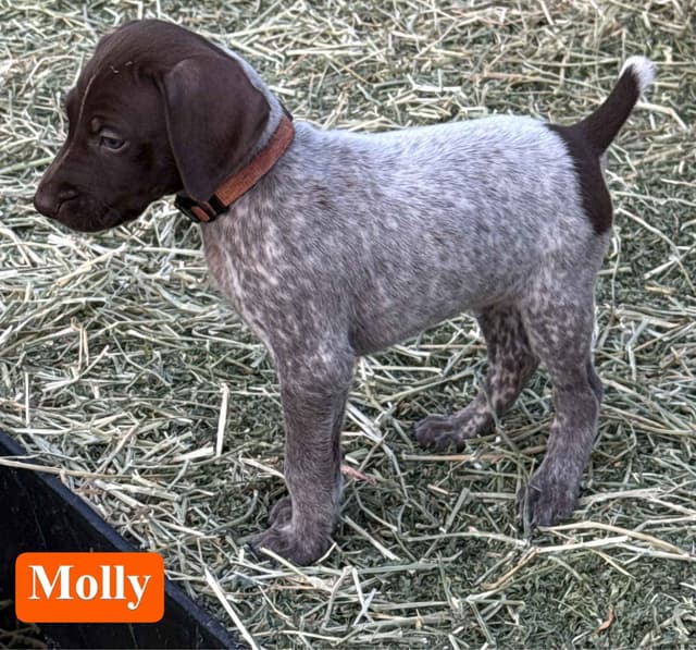 German Shorthaired Pointer Puppies media 2