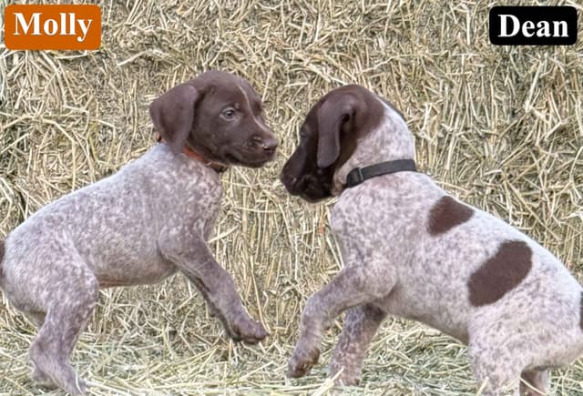 German Shorthaired Pointer Puppies media 3