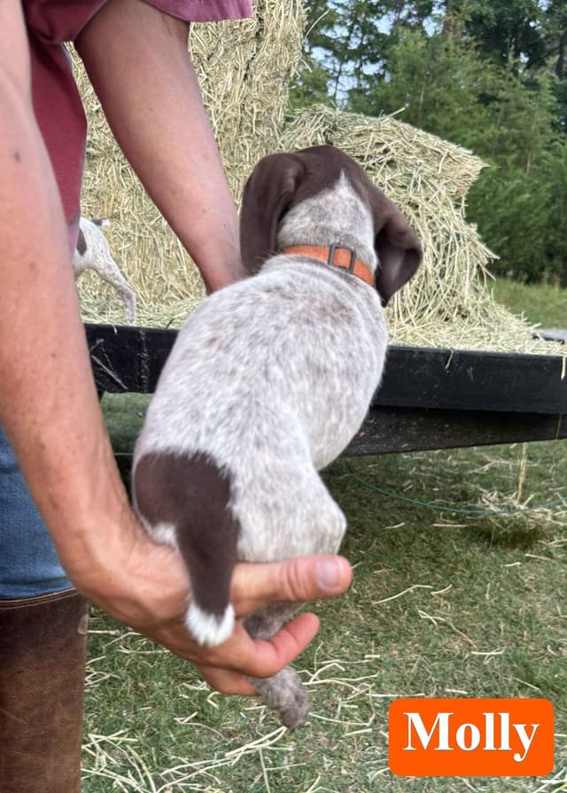 German Shorthaired Pointer Puppies media 4