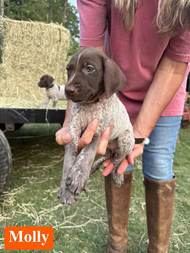 German Shorthaired Pointer Puppies media 5