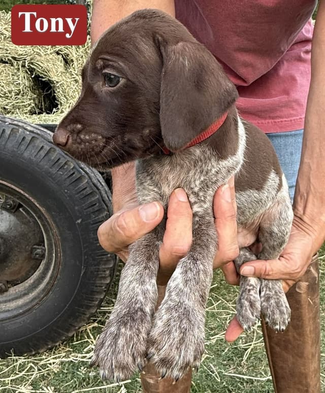 German Shorthaired Pointer Puppies media 11