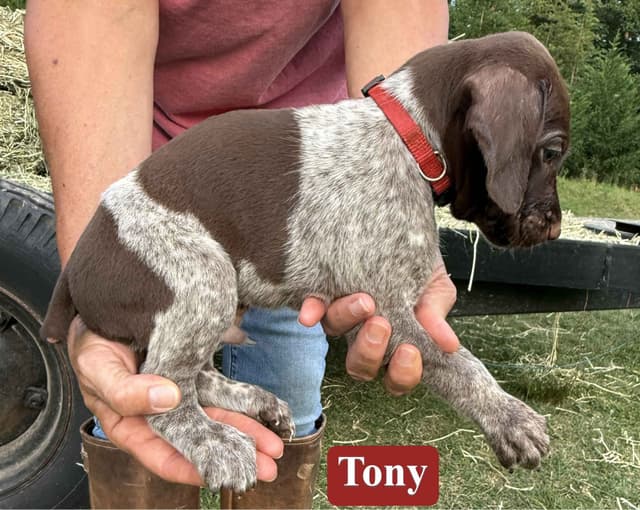 German Shorthaired Pointer Puppies media 12