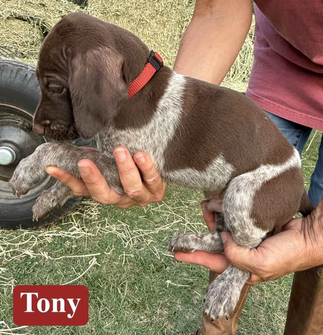German Shorthaired Pointer Puppies media 13