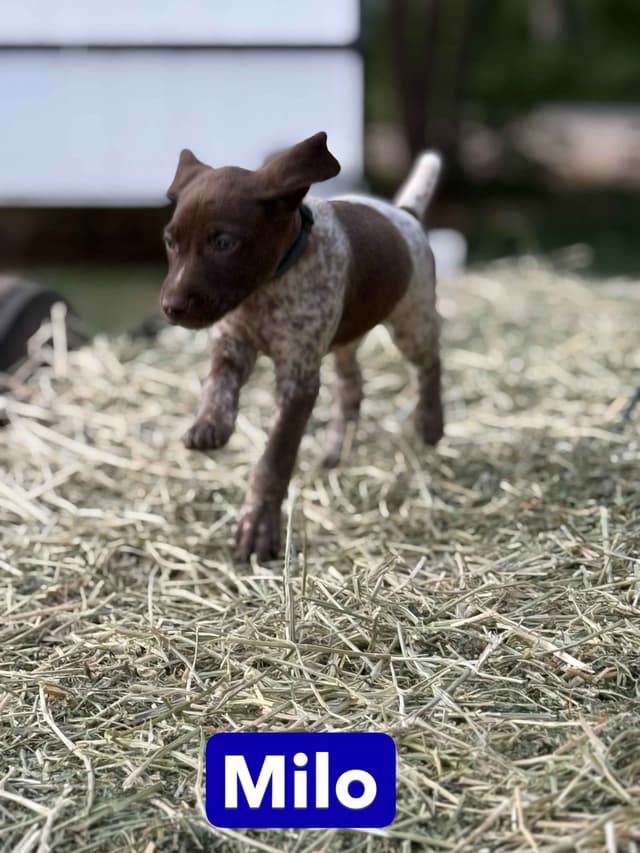 German Shorthaired Pointer Puppies media 14