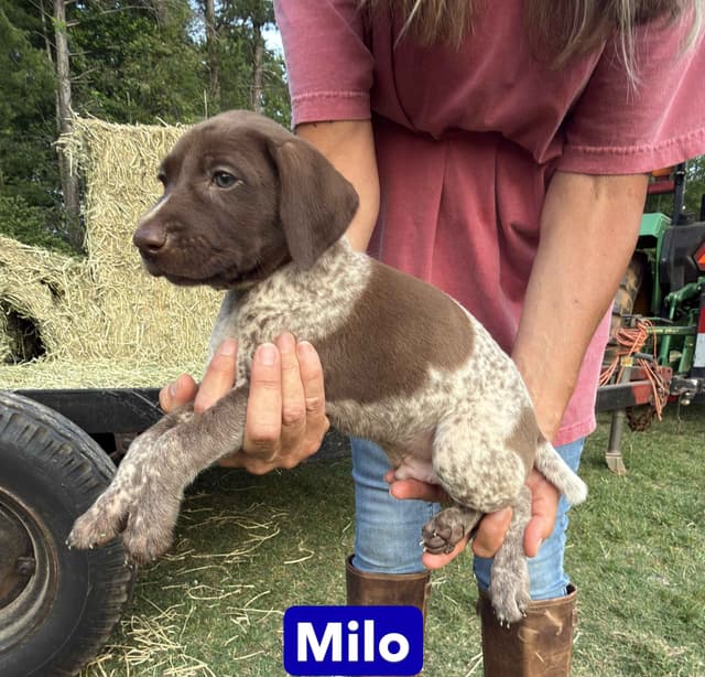 German Shorthaired Pointer Puppies media 15