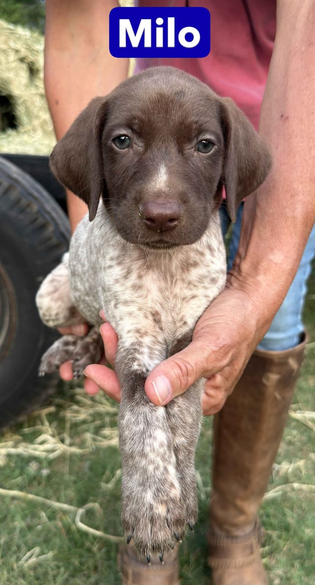German Shorthaired Pointer Puppies media 16