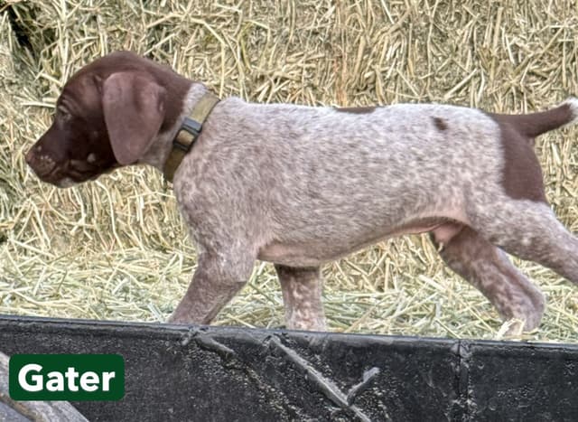 German Shorthaired Pointer Puppies media 17