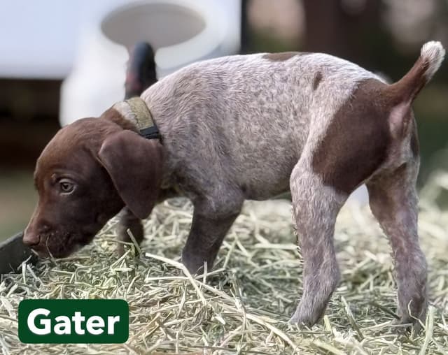 German Shorthaired Pointer Puppies media 18