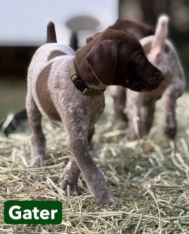 German Shorthaired Pointer Puppies media 19