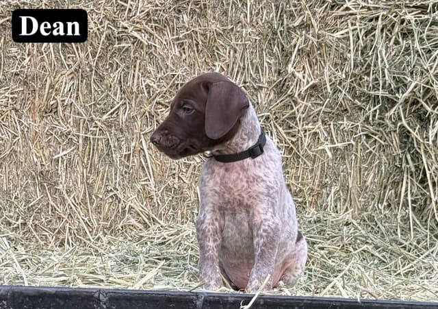 German Shorthaired Pointer Puppies media 20