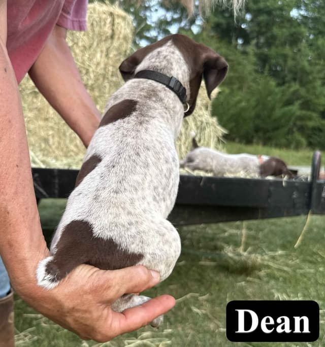 German Shorthaired Pointer Puppies media 22