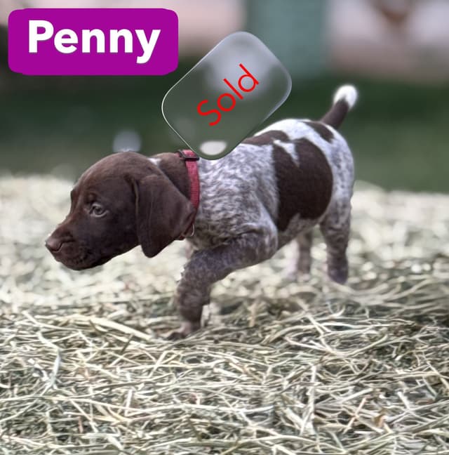 German Shorthaired Pointer Puppies media 27
