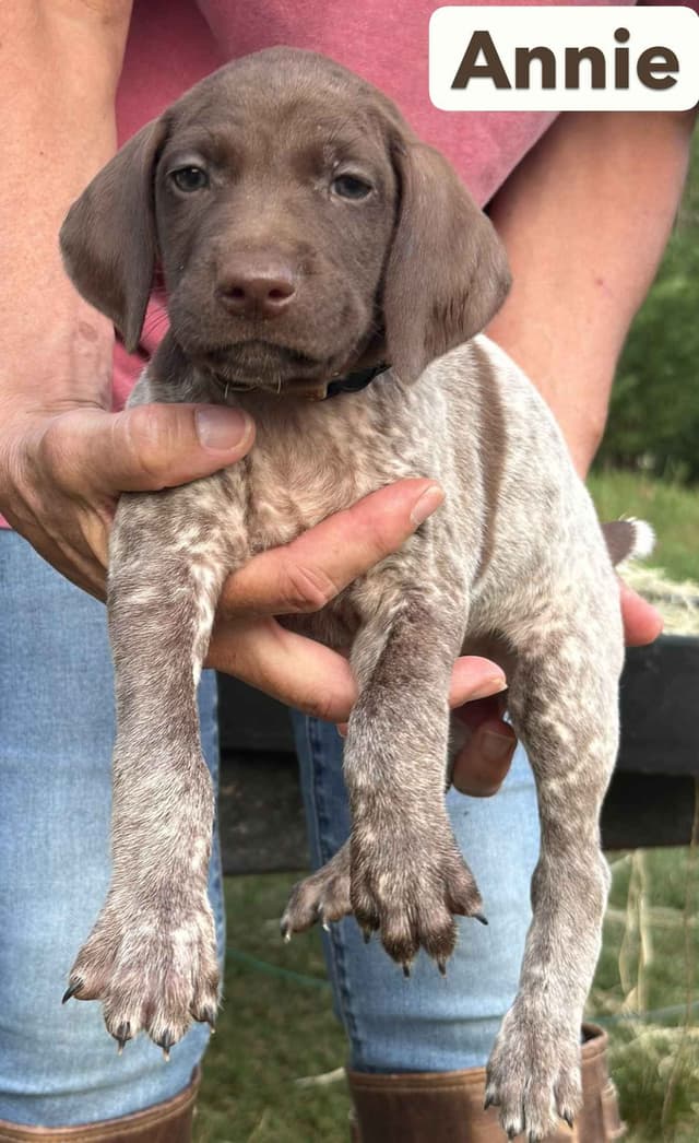 German Shorthaired Pointer Puppies media 8