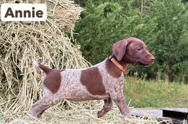 German Shorthaired Pointer Puppies media 6