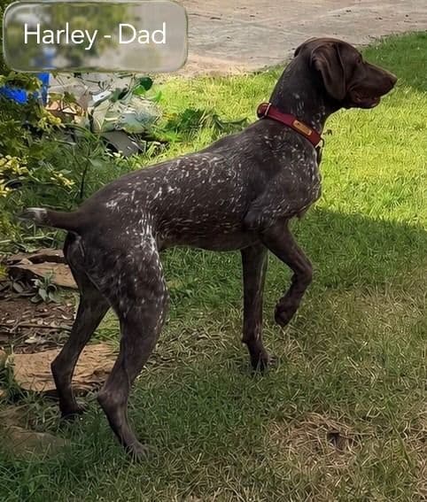 German Shorthaired Pointer Puppies media 25