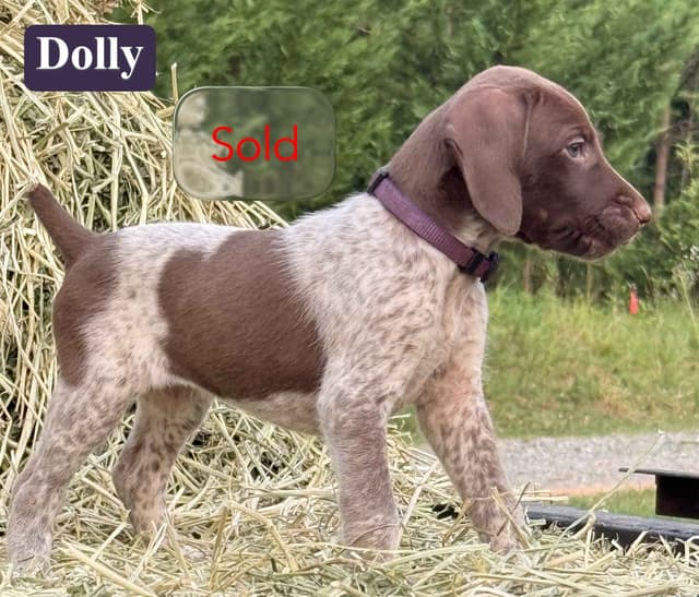 German Shorthaired Pointer Puppies media 30