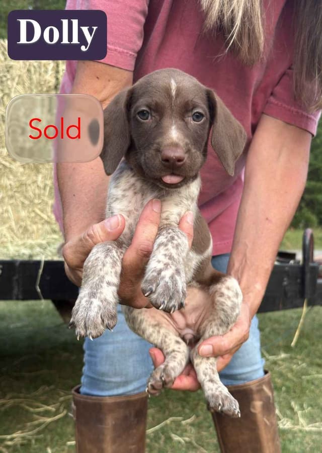 German Shorthaired Pointer Puppies media 29
