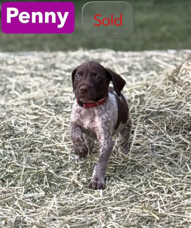 German Shorthaired Pointer Puppies media 28