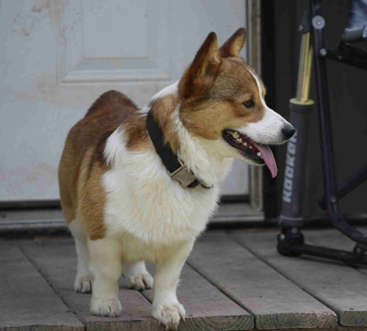 Pembroke Welsh Corgi Puppies breeder image 5