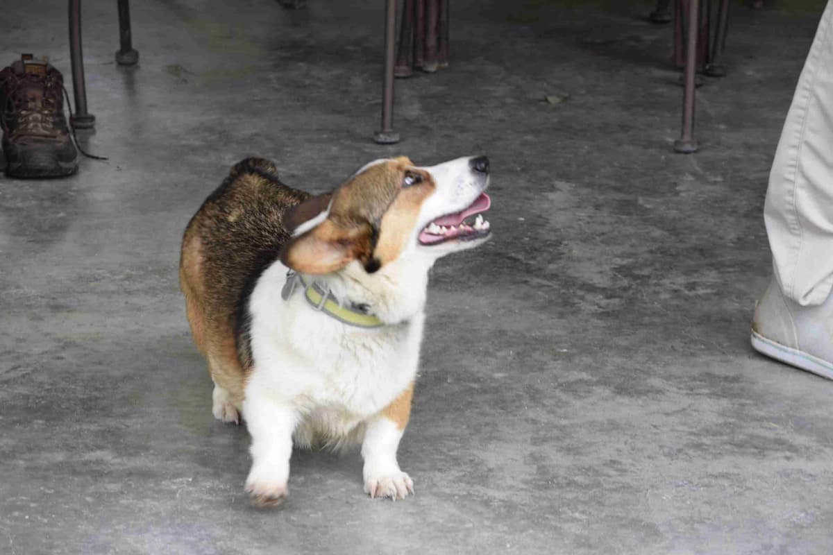 Pembroke Welsh Corgi Puppies breeder image 4