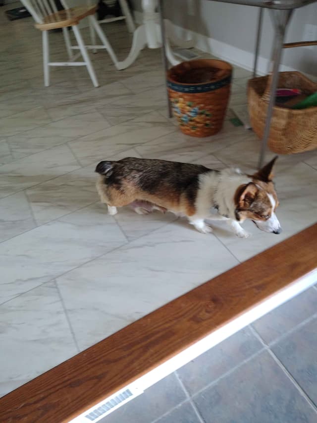Pembroke Welsh Corgi Puppies media 2