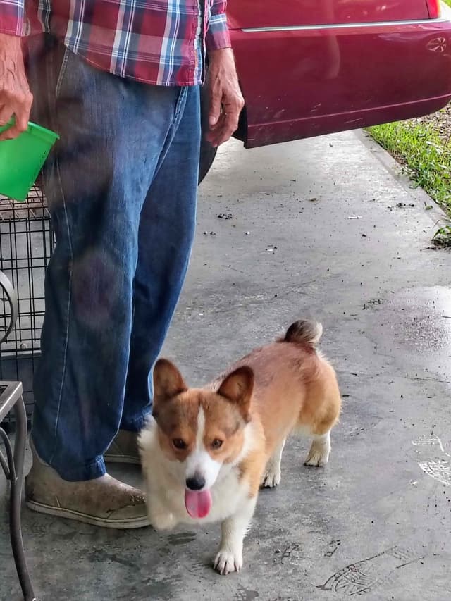 Pembroke Welsh Corgi Puppies media 3