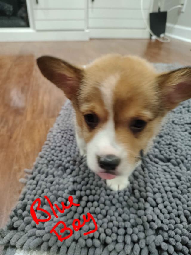 Pembroke Welsh Corgi Puppies media 8