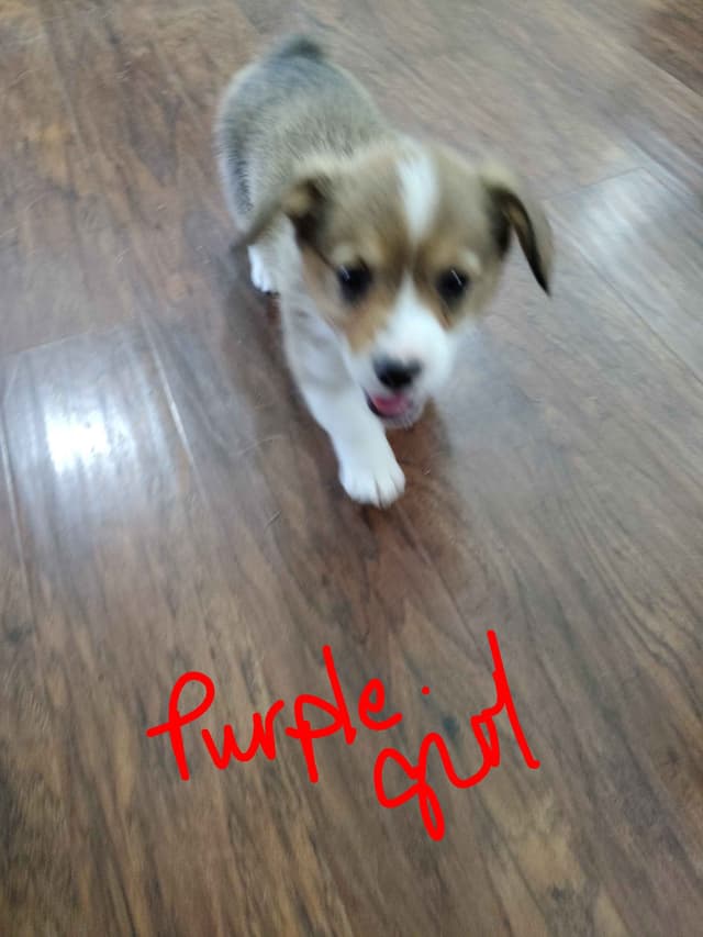 Pembroke Welsh Corgi Puppies media 4