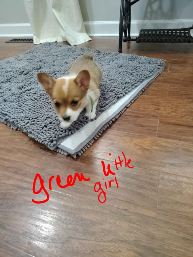 Pembroke Welsh Corgi Puppies media 6