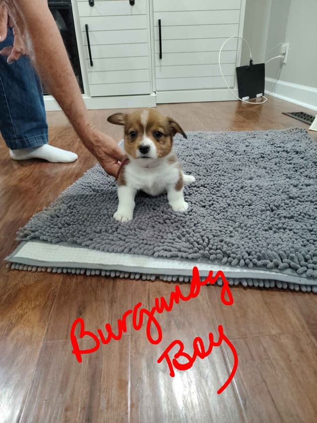 Pembroke Welsh Corgi Puppies media 9