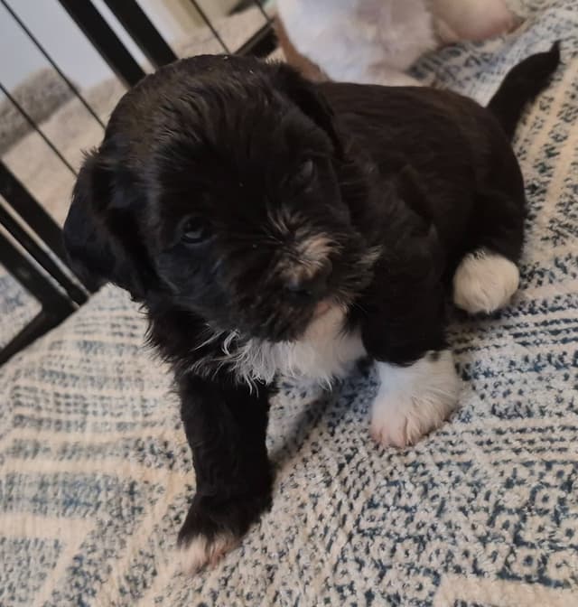 Havanese Puppies media 2
