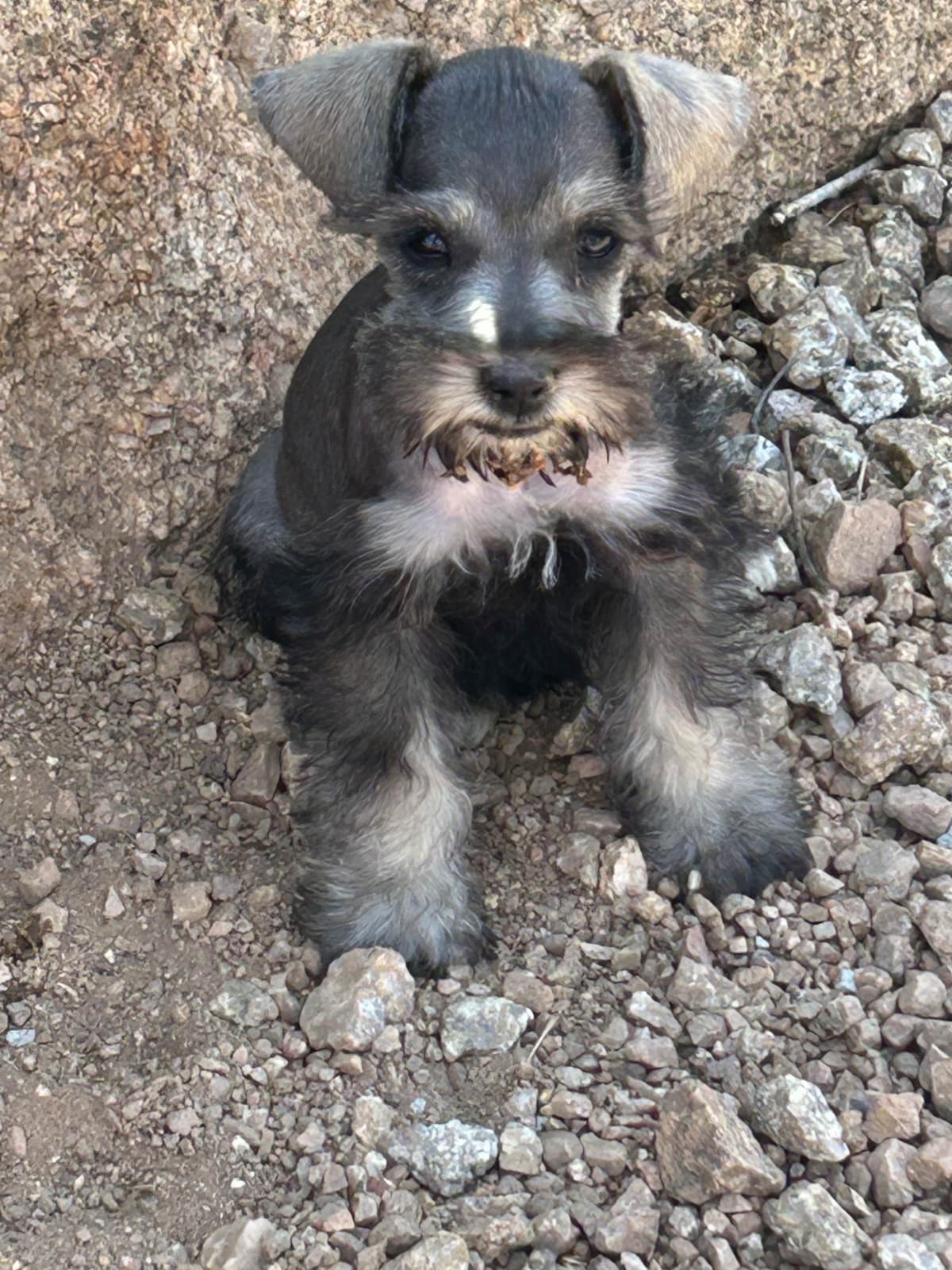 AKC MINI SCHNAUZER PUPPIES. AMAZING Smart. CLASSY $1350.00 breeder image 1