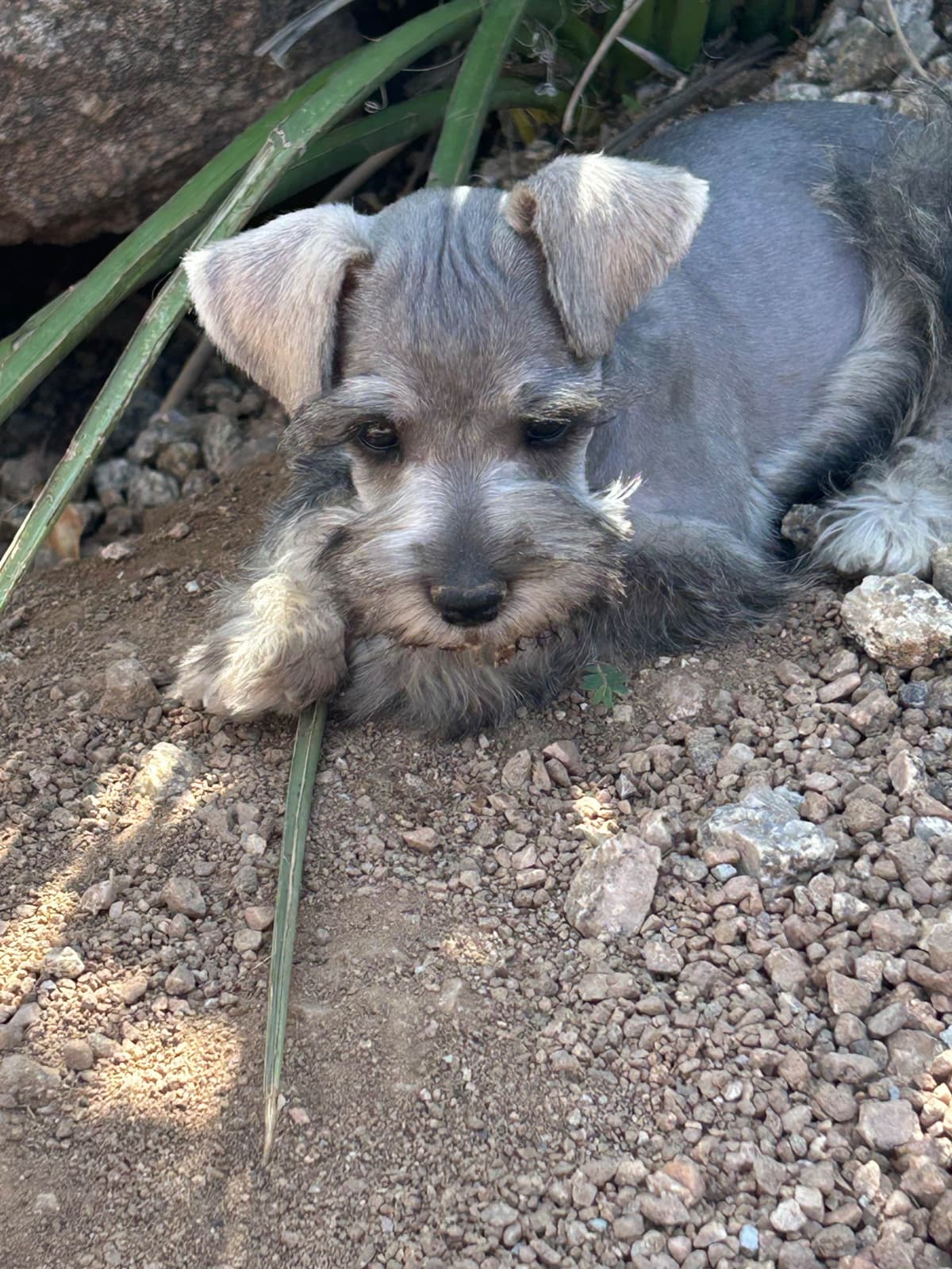 AKC MINI SCHNAUZER PUPPIES. AMAZING Smart. CLASSY $1350.00 breeder image 3