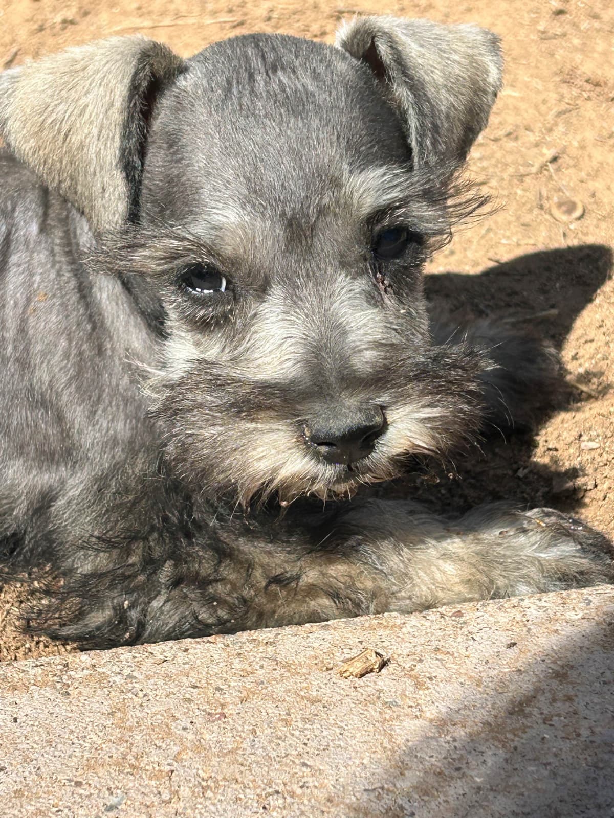 AKC MINI SCHNAUZER PUPPIES. AMAZING Smart. CLASSY $1350.00 breeder image 4