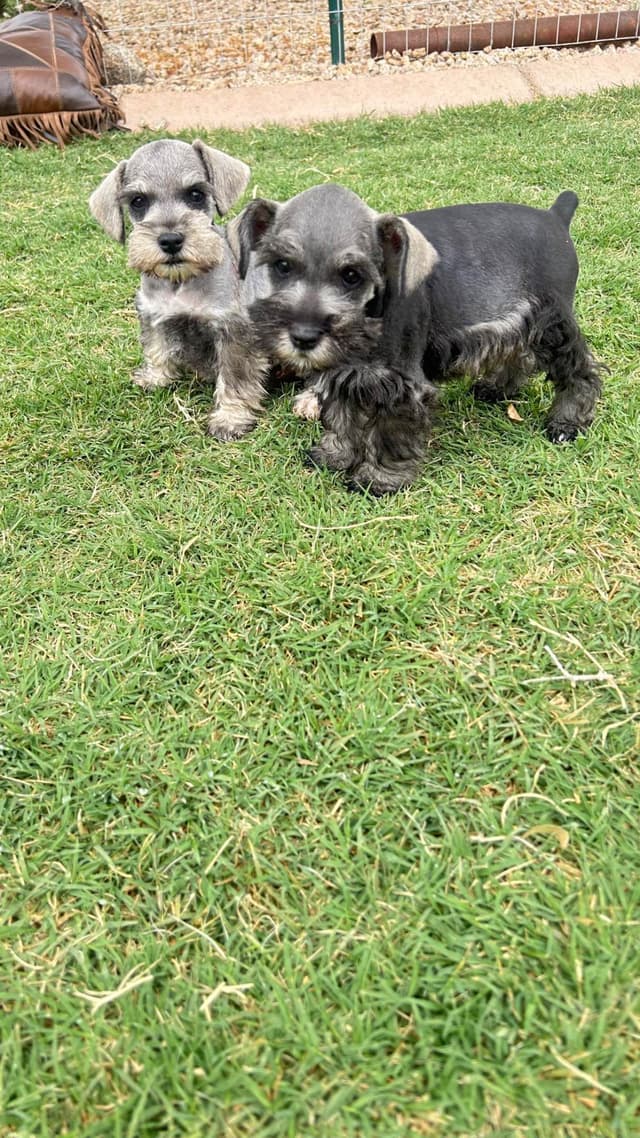 AKC MINI SCHNAUZER PUPPIES.      AMAZING    Smart. CLASSY $1350.00 media 2