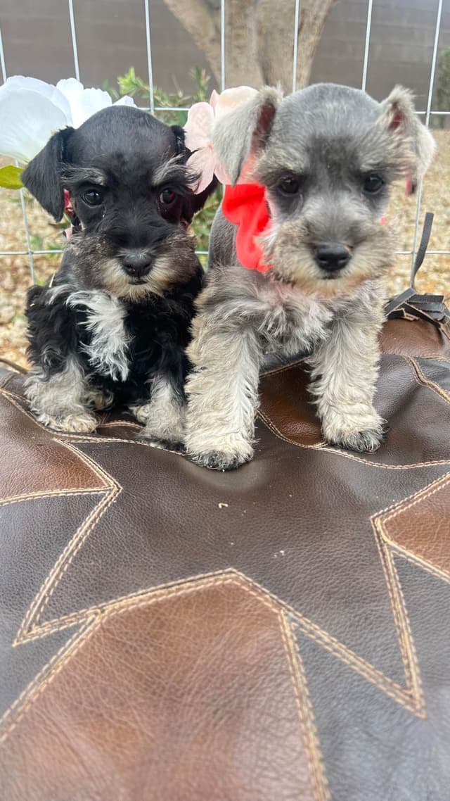 AKC MINI SCHNAUZER PUPPIES.      AMAZING    Smart. CLASSY $1350.00 media 3