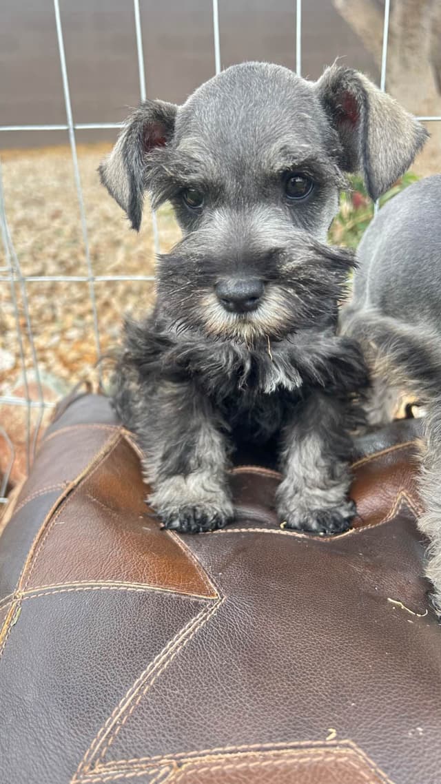 AKC MINI SCHNAUZER PUPPIES.      AMAZING    Smart. CLASSY $1350.00 media 4