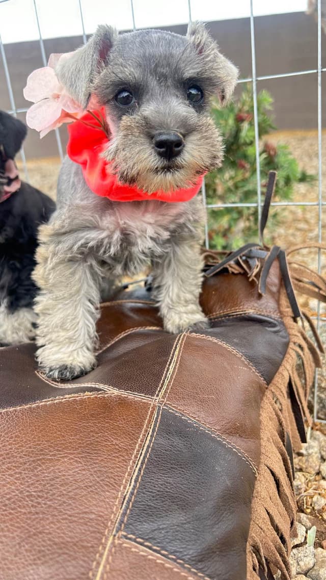 AKC MINI SCHNAUZER PUPPIES.      AMAZING    Smart. CLASSY $1350.00 media 5