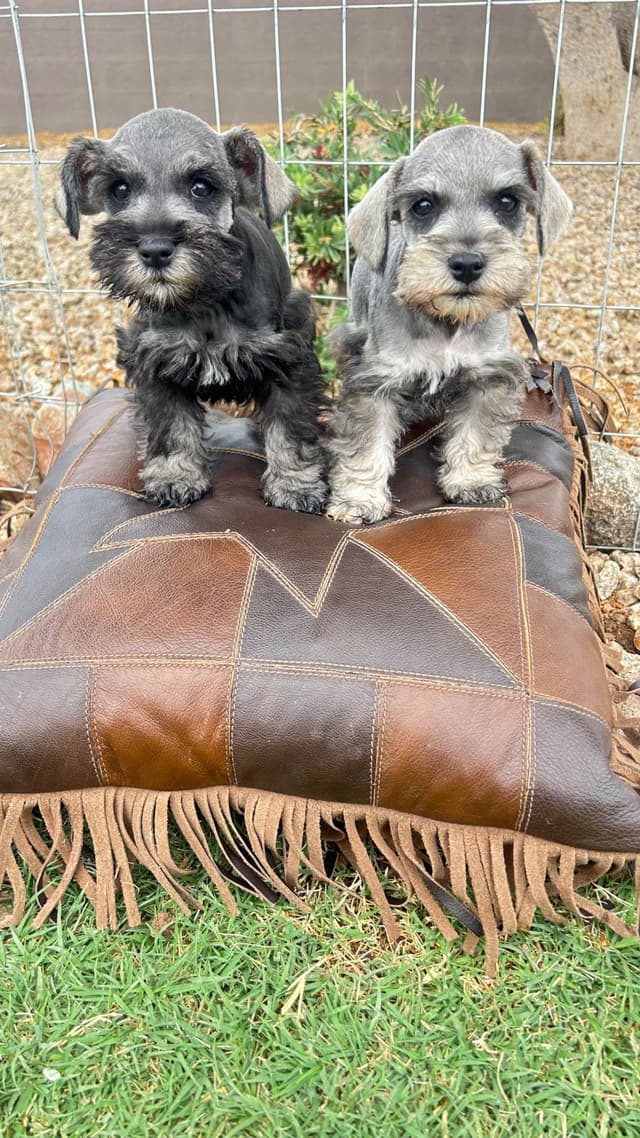 AKC MINI SCHNAUZER PUPPIES.      AMAZING    Smart. CLASSY $1350.00 media 6