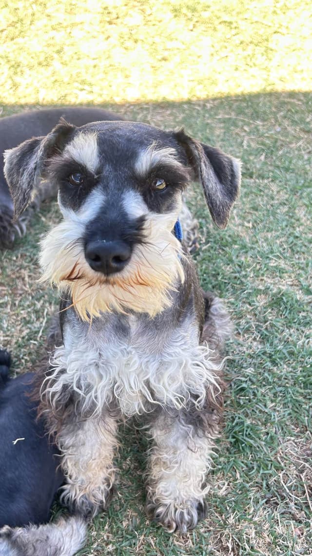 AKC MINI SCHNAUZER PUPPIES.      AMAZING    Smart. CLASSY $1350.00 media 7