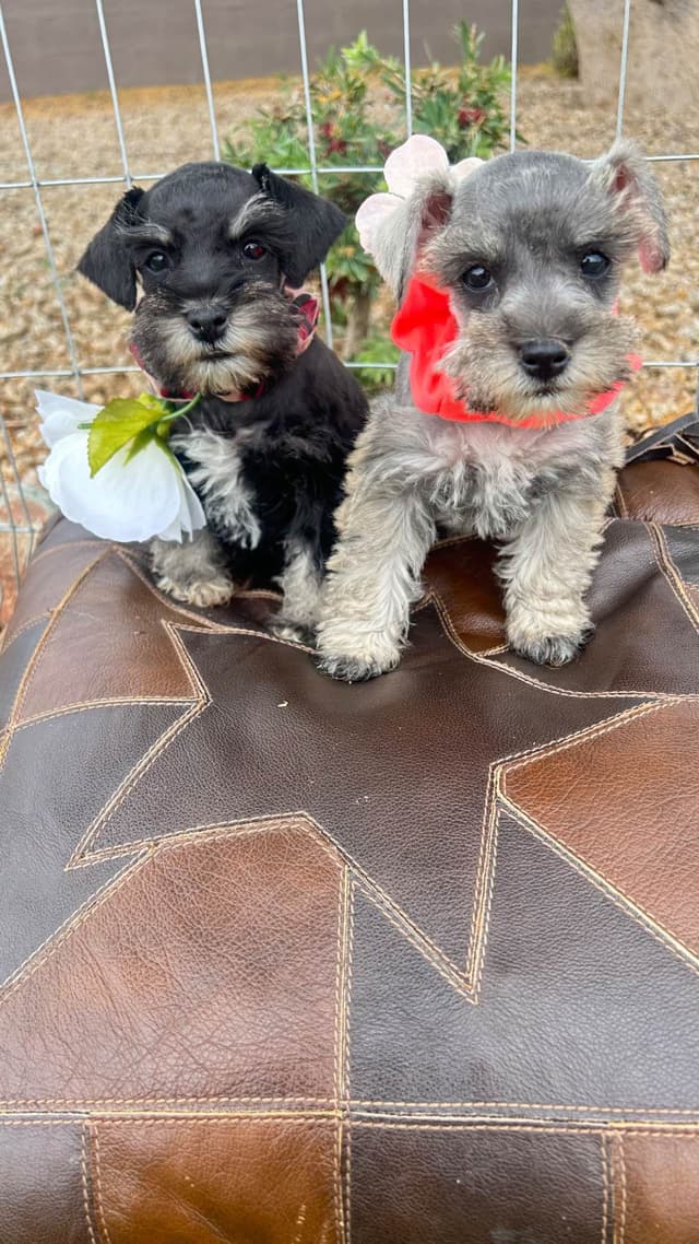 AKC MINI SCHNAUZER PUPPIES.      AMAZING    Smart. CLASSY $1350.00 media 8
