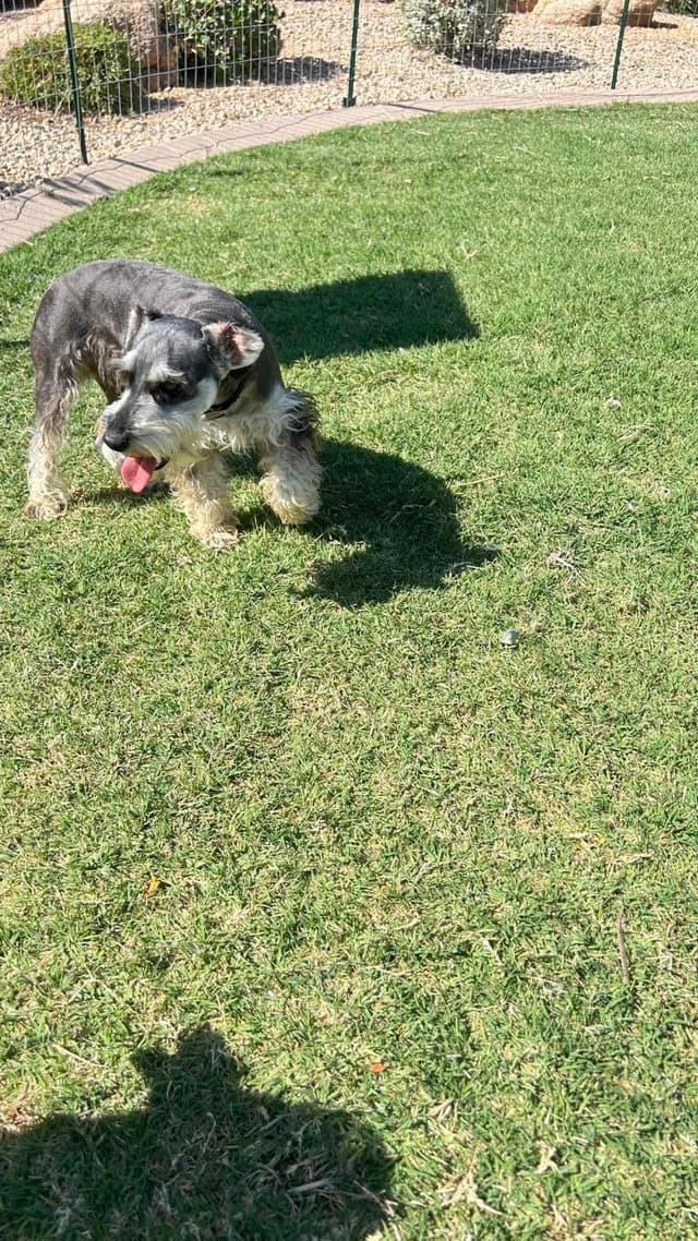 AKC MINI SCHNAUZER PUPPIES.      AMAZING    Smart. CLASSY $1350.00 media 10