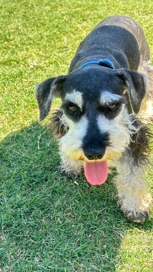 AKC MINI SCHNAUZER PUPPIES.      AMAZING    Smart. CLASSY $1350.00 media 12