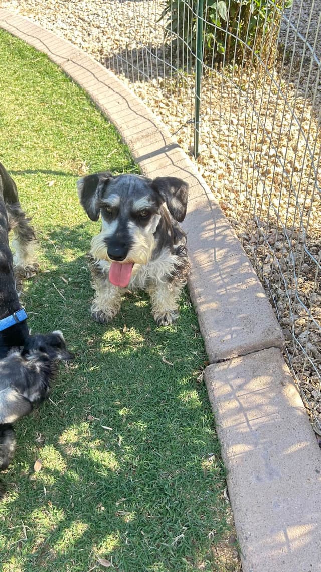 AKC MINI SCHNAUZER PUPPIES.      AMAZING    Smart. CLASSY $1350.00 media 13